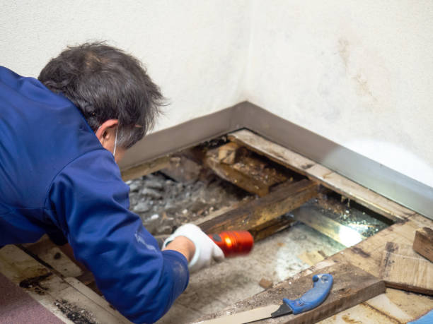 Best Mold Inspection  in Lakemoor, IL
