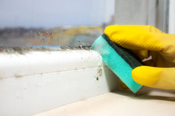 Best Attic Mold Removal  in Lakemoor, IL