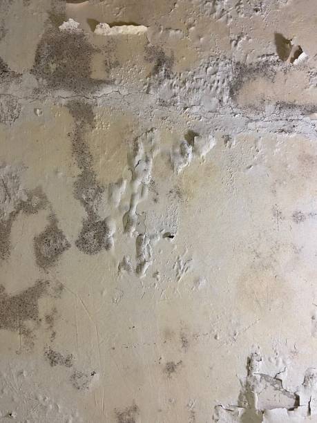 Best Emergency Mold Removal  in Lakemoor, IL