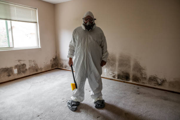 Home Mold Removal in Lakemoor, IL