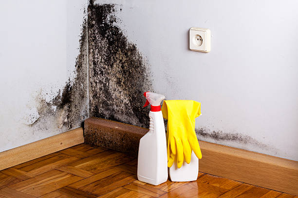 Best Home Mold Removal  in Lakemoor, IL