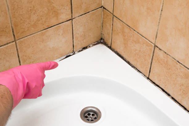 Best Local Mold Removal Service  in Lakemoor, IL