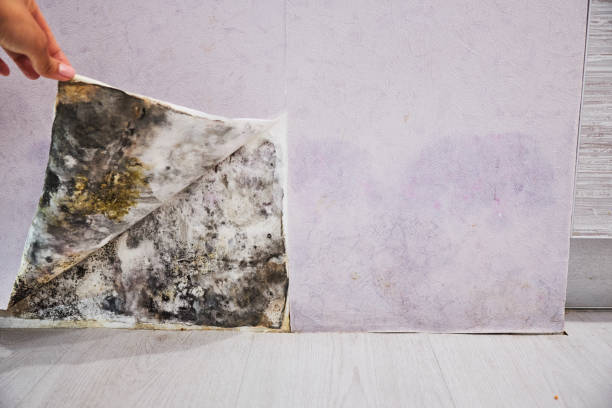 Best Black Mold Removal  in Lakemoor, IL